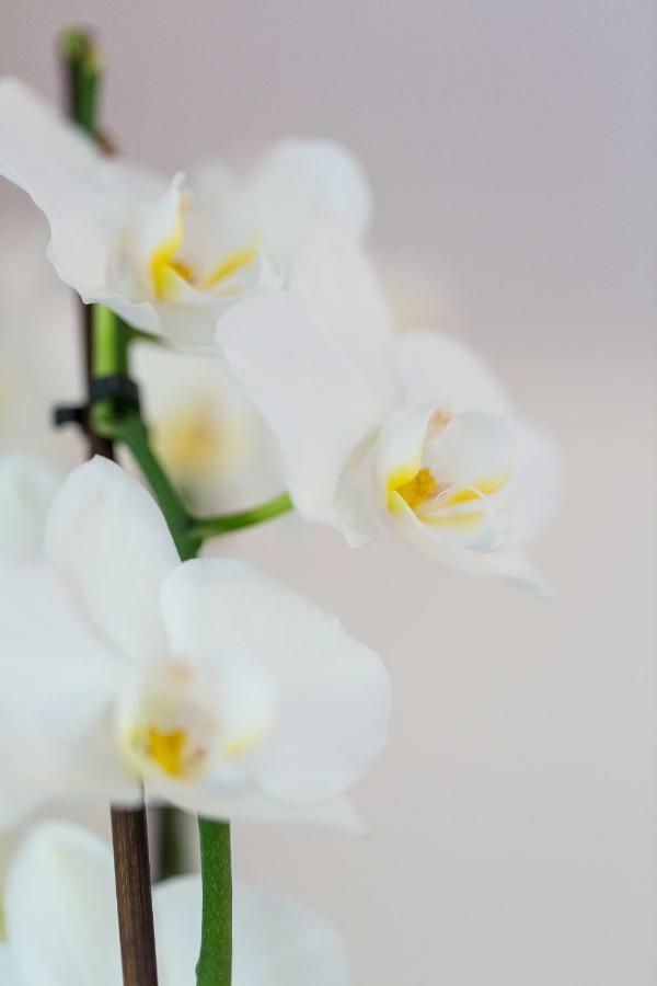 Apartment Natur Bled Bagian luar foto